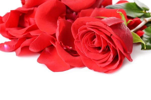 Лепестки красных роз — стоковое фото