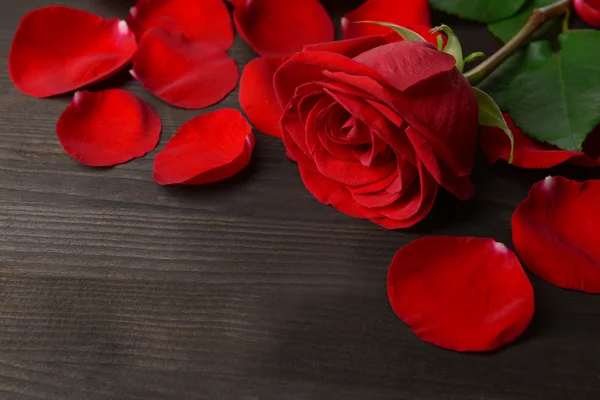 Petali di rose rosse — Foto Stock