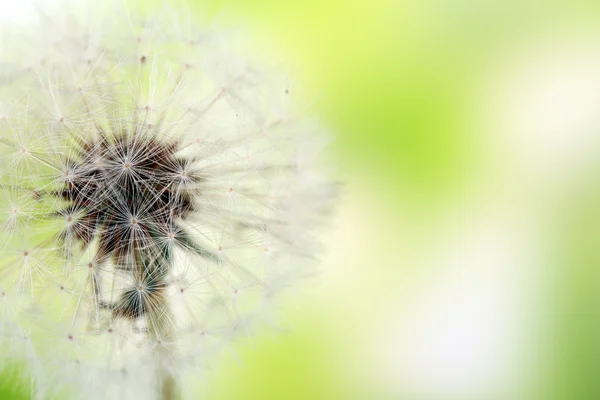 Dandelion on green background — Stock Photo, Image