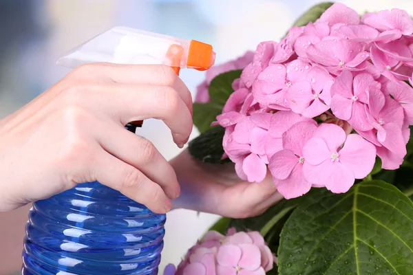 Caring for hydrangea flower — Stock Photo, Image