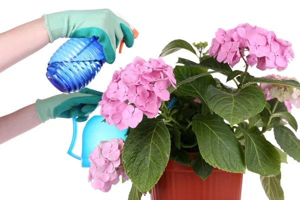 Ta hand om hydrangea blomman — Stockfoto