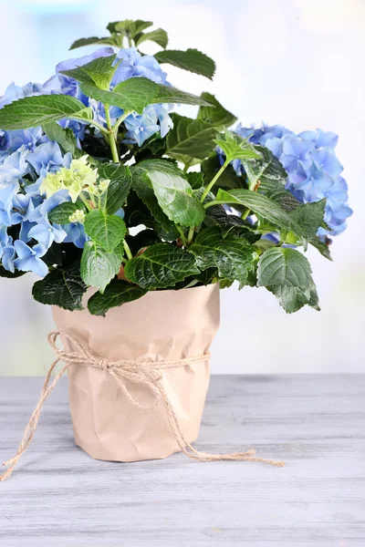 Hortensia i blomkruka — Stockfoto