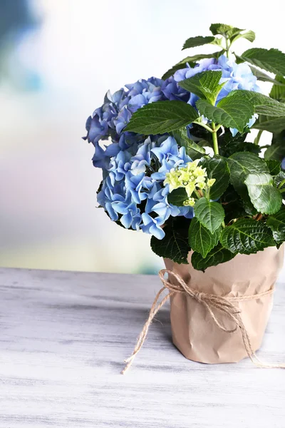 Hydrangea in flowerpot — Stock Photo, Image