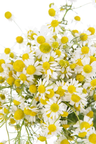 Beautiful daisies flowers close-up — Stock Photo, Image