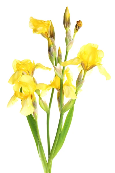 Paarse iris bloemen, geïsoleerd op wit — Stockfoto