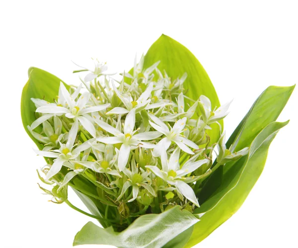 Όμορφης ανθοδέσμης των λουλουδιών άνοιξη που απομονώνονται σε λευκό — Φωτογραφία Αρχείου