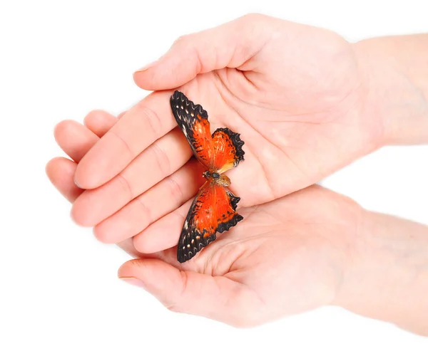 Красивая бабочка на руках, изолированная на белом — стоковое фото