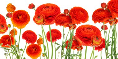 Düğünçiçeği (Farsça düğünçiçekleri) yakından