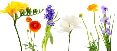 taze bahar çiçekleri beyaz izole