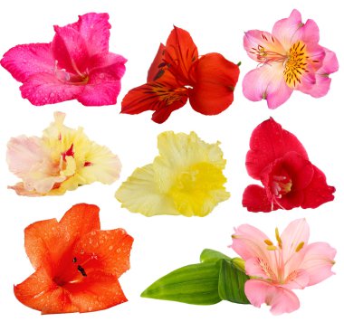 güzel tomurcukları beyaz izole Glayöl ve alstroemeria çiçek