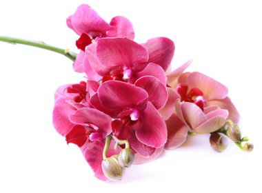 güzel orkide çiçek üzerinde beyaz izole