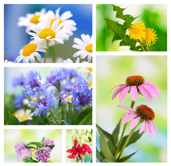 Collage of wildflowers — Stock Photo, Image