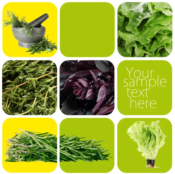 Collage of healthy herbs — Stock Photo, Image