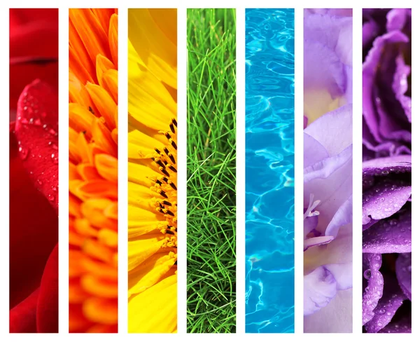 Collage av vackra blommor, gräs och vatten — Stockfoto