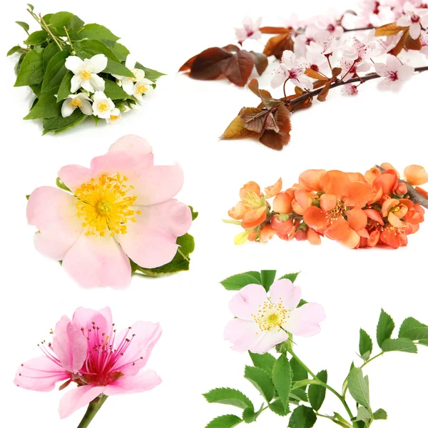 Collage van de lente bloeien twijgen geïsoleerd op wit — Stockfoto