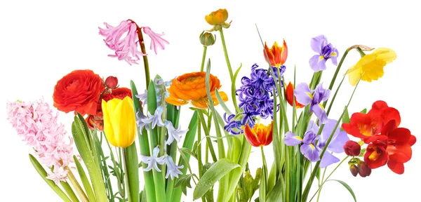 Flores frescas da primavera isoladas em branco — Fotografia de Stock