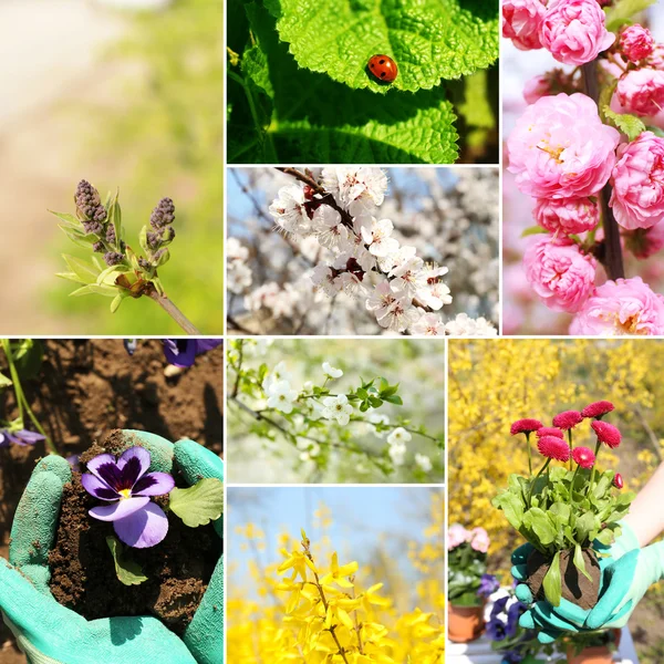 Våren säsongen collage — Stockfoto