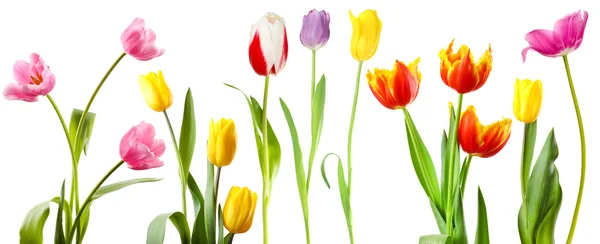 Hermosos tulipanes aislados en blanco —  Fotos de Stock