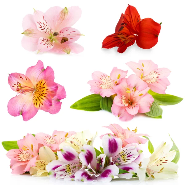 Collage of alstroemeria flowers isolated on white — Stock Photo, Image