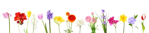 Fresh spring flowers isolated on white — Stock Photo, Image