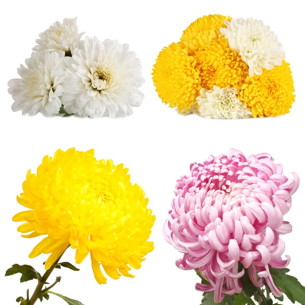 Collage von Chrysanthemen Blüten isoliert auf weiß — Stockfoto