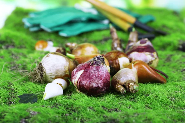Flower bulbs on grass background — Stock Photo, Image