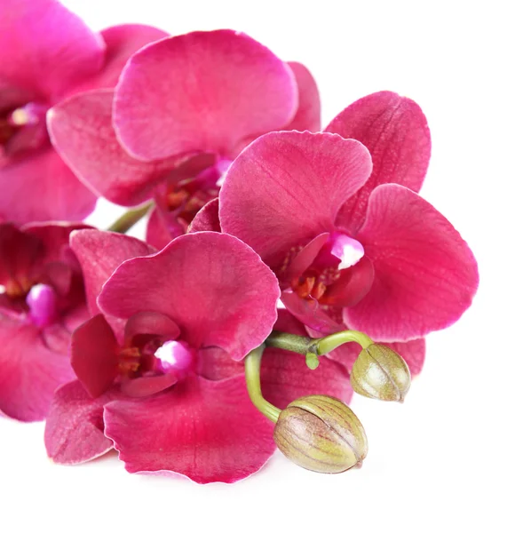 Hermosa orquídea floreciente aislada en blanco —  Fotos de Stock