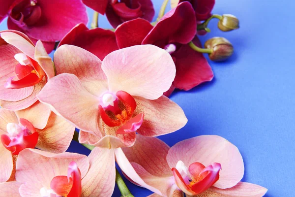 在彩色背景上的美丽绽放兰花 — 图库照片