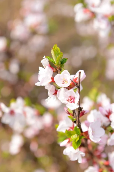 Hermosa flor de fruta, al aire libre — Foto de Stock