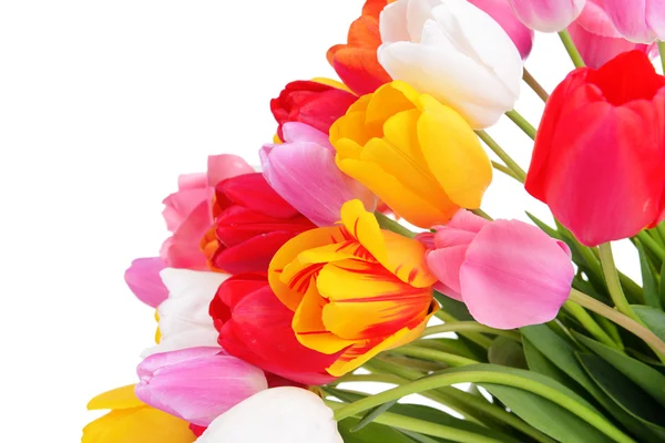 Beautiful tulips in bucket isolated on white — Stock Photo, Image