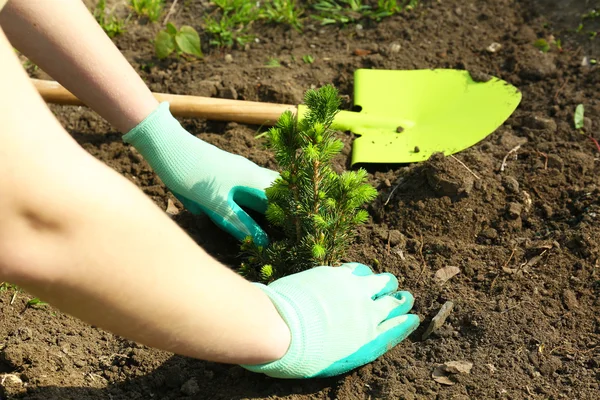 Tuinman aanplant boom in het voorjaar van — Stockfoto