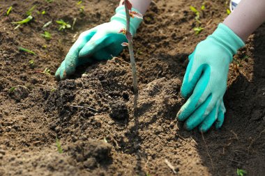 Bahçıvan dikim ağaç bahar