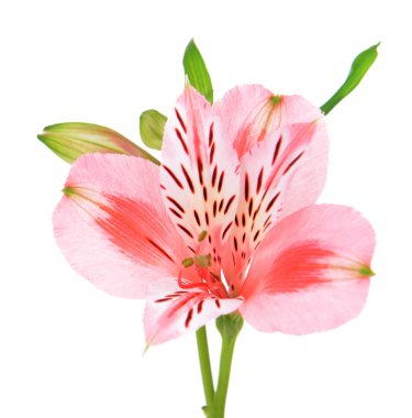 alstroemeria çiçekler üzerinde beyaz izole