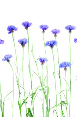 güzel Peygamber üzerine beyaz izole