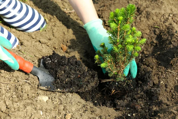 Tuinman aanplant boom in het voorjaar van — Stockfoto