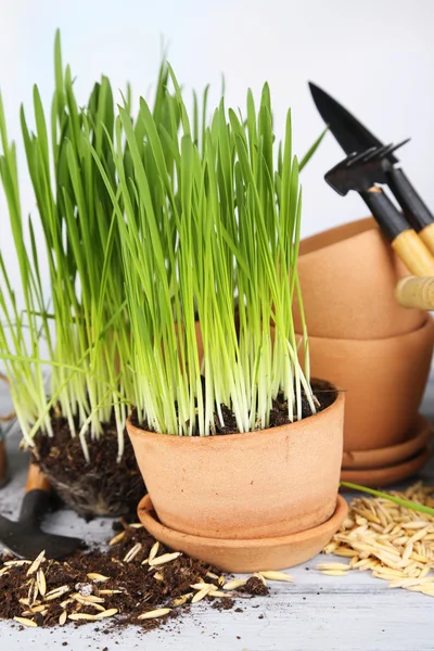 Hierba verde en macetas y herramientas de jardinería, sobre mesa de madera —  Fotos de Stock