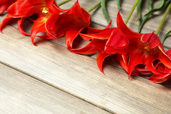 Hermosos tulipanes rojos sobre fondo de madera —  Fotos de Stock