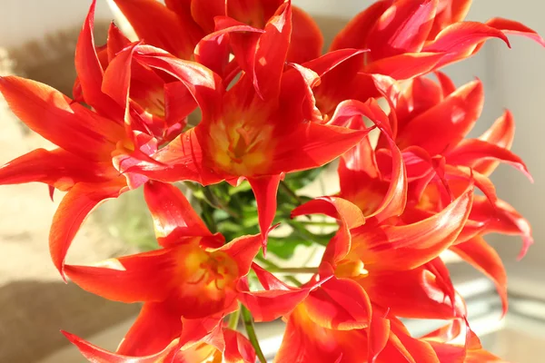 Beautiful red tulips, close up — Stock Photo, Image