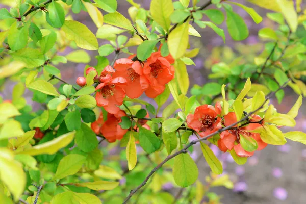 Vacker blomma utomhus — Stockfoto