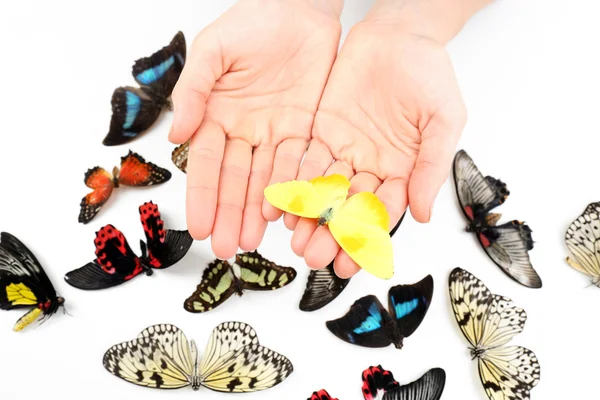 Bella farfalla sulle mani, isolata su bianco — Foto Stock