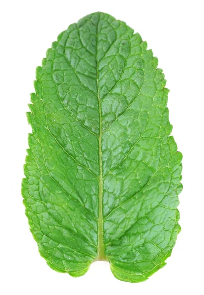 Hoja de menta aislada en blanco — Foto de Stock