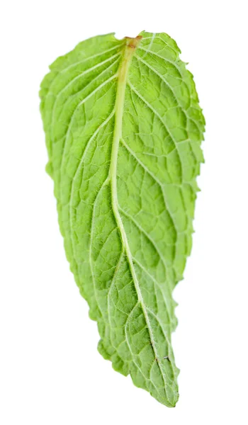 Hoja de menta aislada en blanco — Foto de Stock