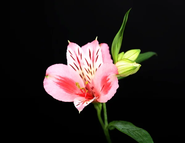 Alstroemeria fleurs sur la table sur fond gris foncé — Photo