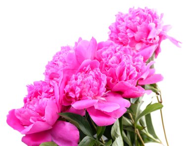 beyaz izole güzel pembe peonies