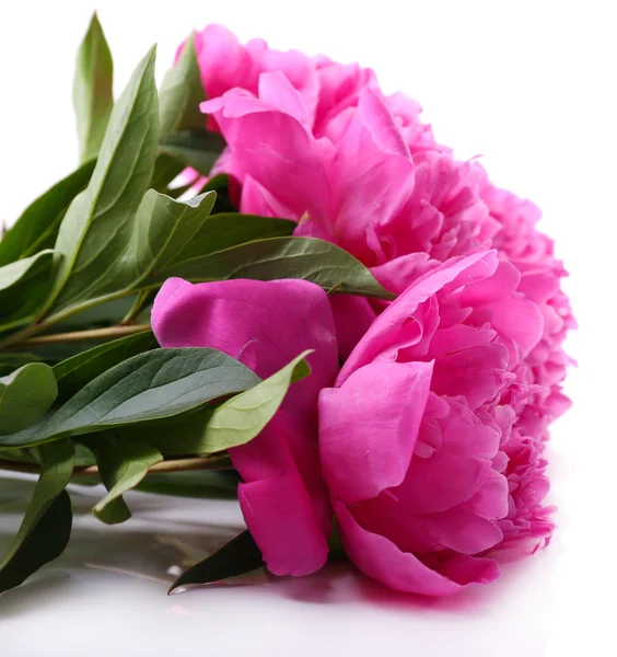 Mooie roze pioenrozen, geïsoleerd op wit — Stockfoto