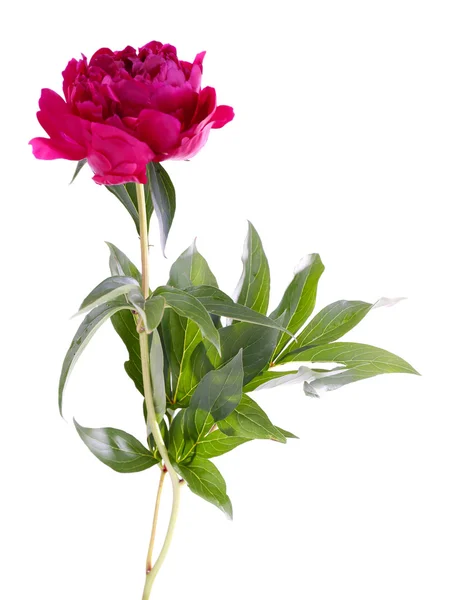 Hermosa flor de peonía rosa, aislada en blanco —  Fotos de Stock