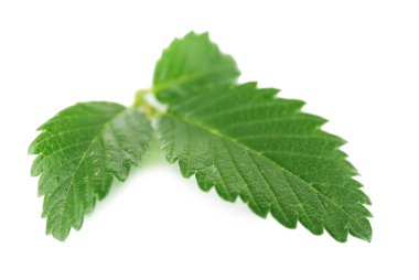 yeşil yapraklar beyaz üzerinde izole