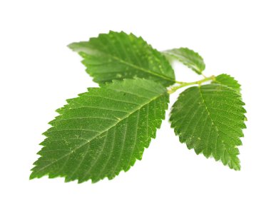 yeşil yapraklar beyaz üzerinde izole