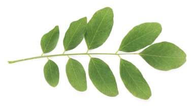 güzel yeşil dal üzerinde beyaz izole