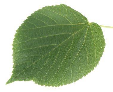 beyaz izole yeşil git